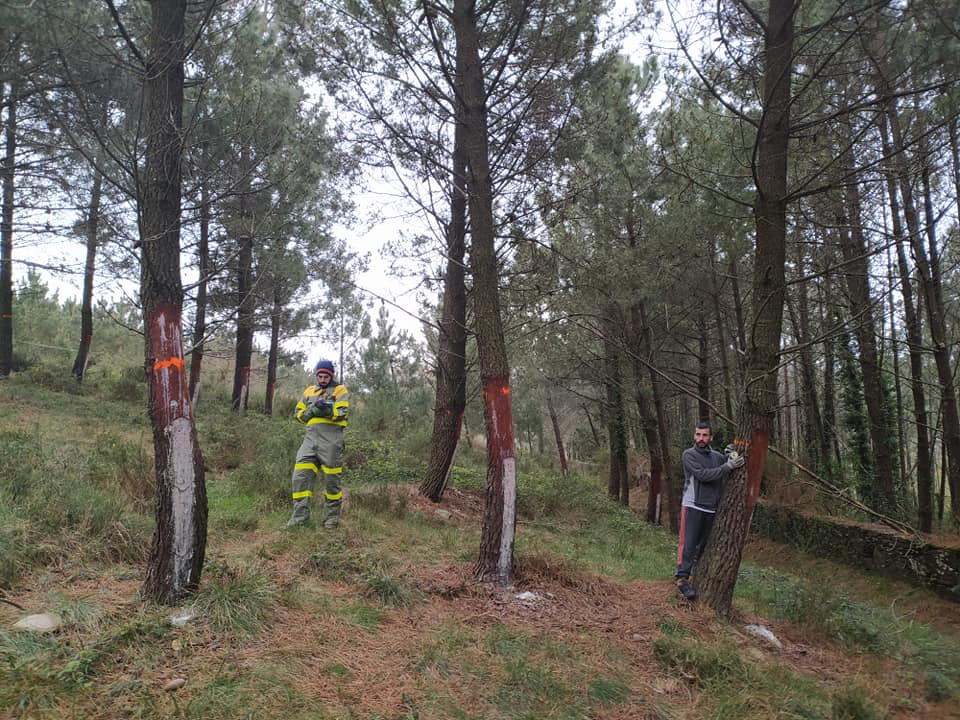 Varias comunidades de montes de Galicia participan en la mecanización del sector resinero