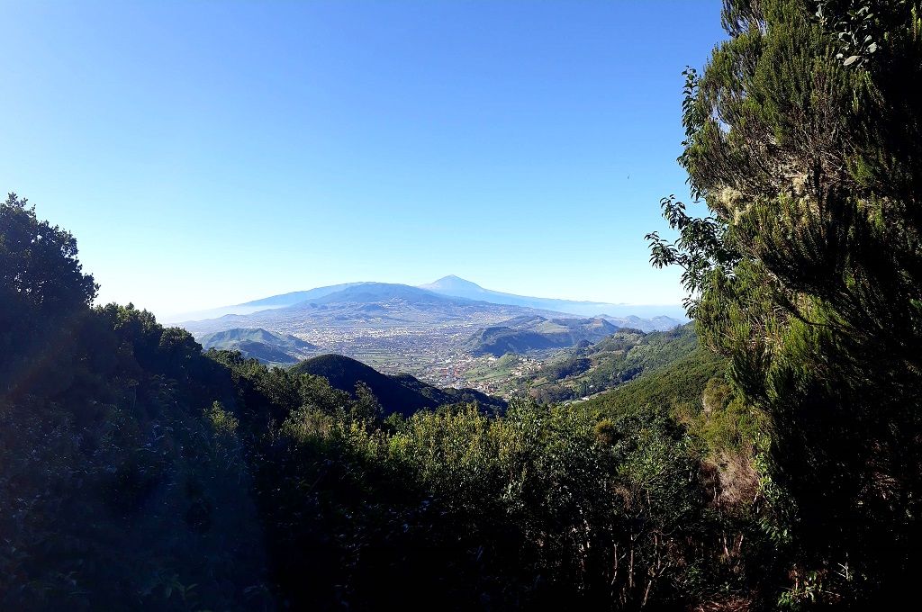 Papel de los ingenieros de montes e ingenieros técnicos forestales en Canarias de cara a la recuperación post-crisis COVID-19