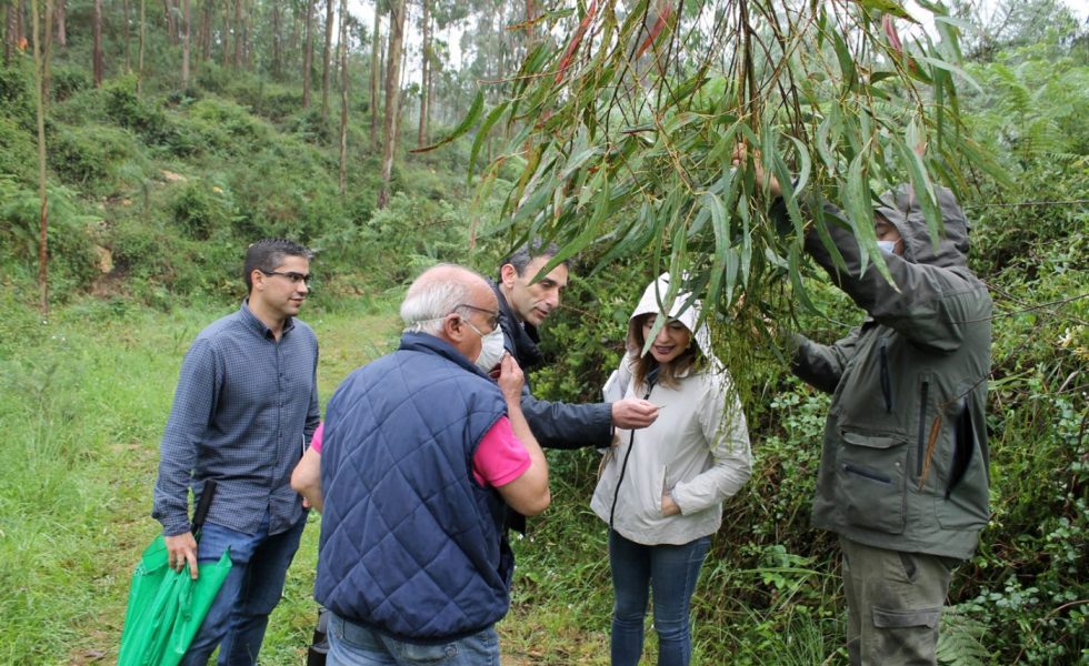 Jornada de formación a propietarios forestales de Cantabria sobre lucha biológica frente al gorgojo del eucalipto