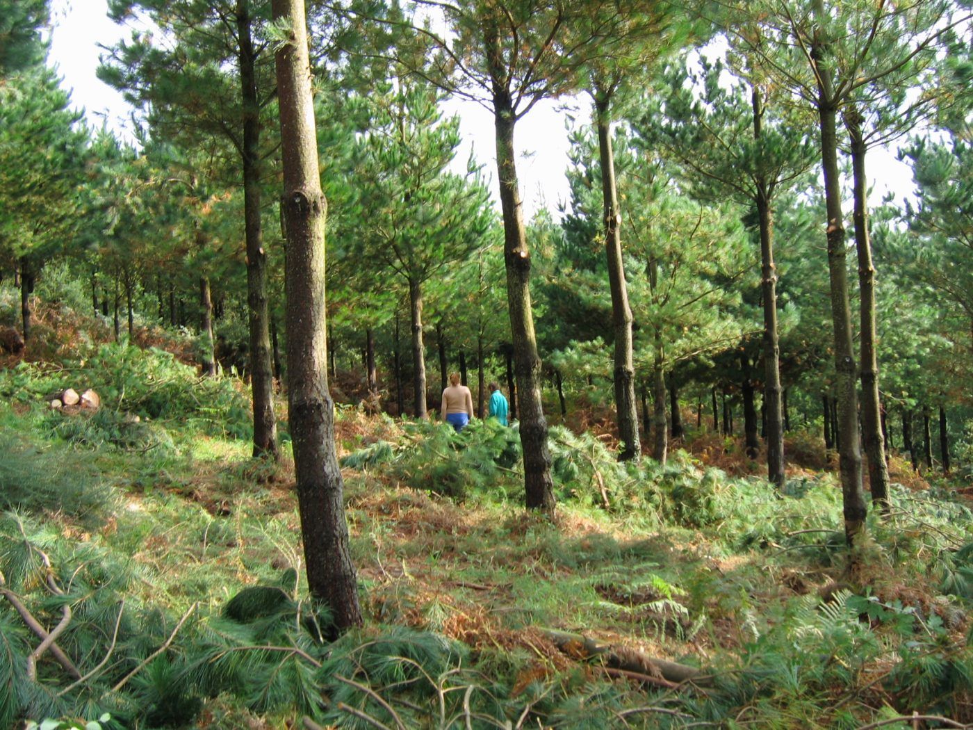 “Es hora de alcanzar un gran Pacto de Estado por los Bosques”