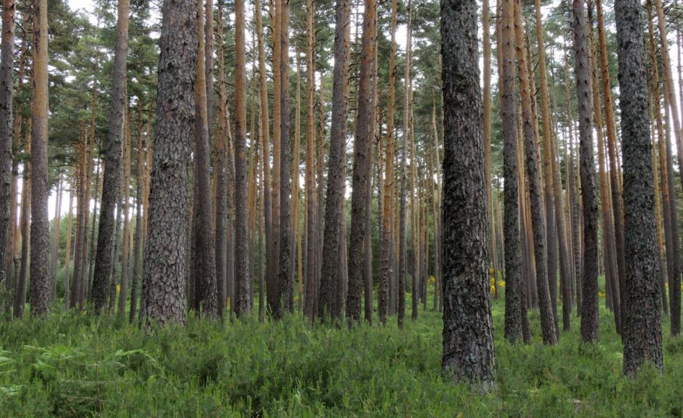 Los bosques ibéricos se están volviendo más sensibles al cambio climático