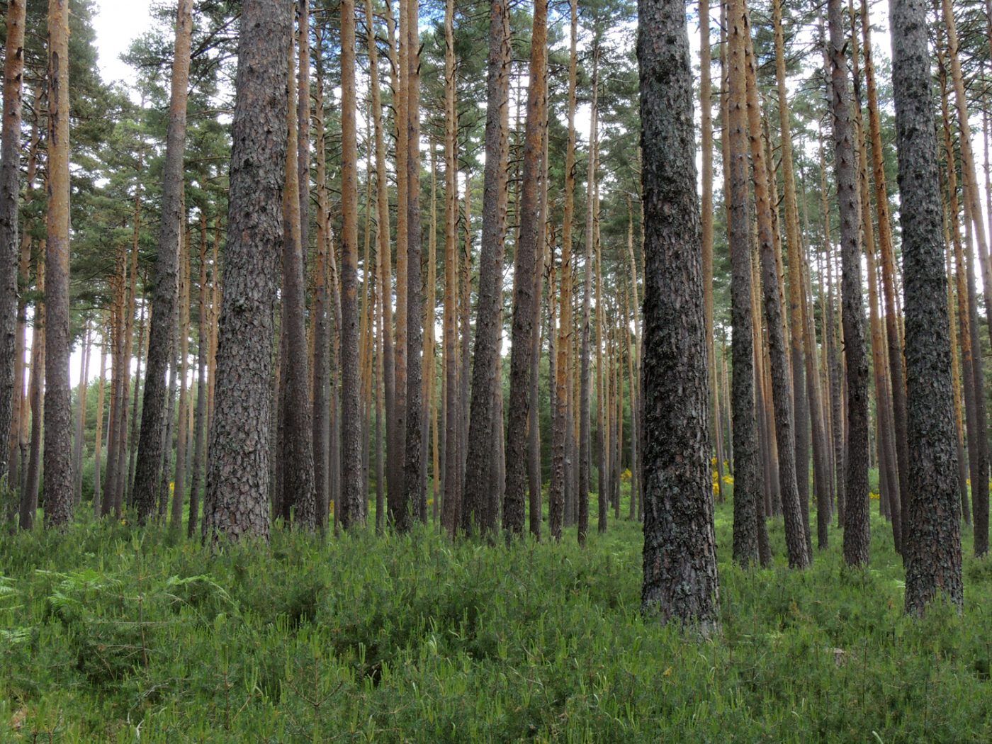 Los bosques ibéricos se están volviendo más sensibles al cambio climático