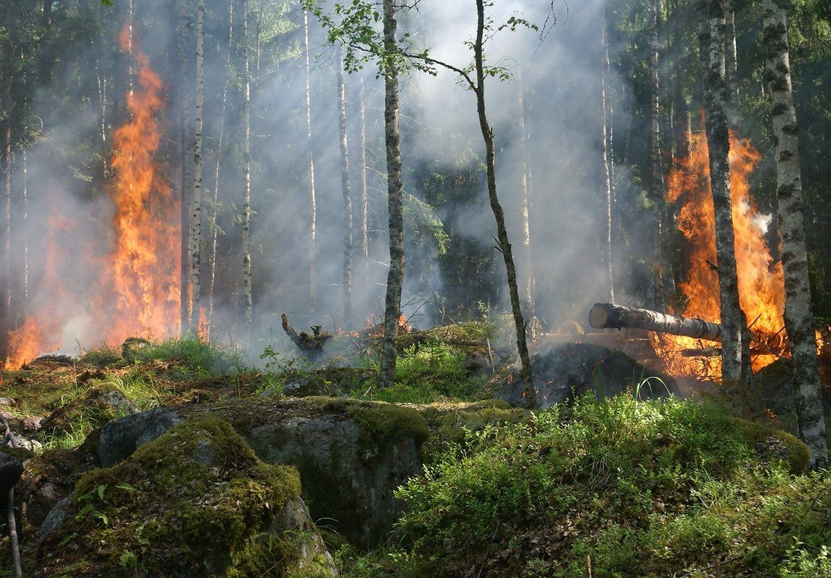 La deforestación, detrás de incendios y pandemias