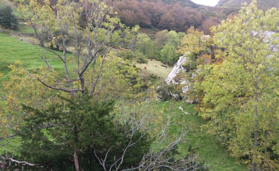 Bosques certificados FSC de Asturias lideran en Europa la conservación de la biodiversidad