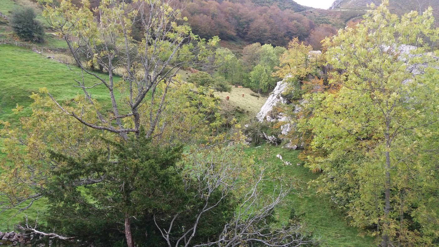 Bosques certificados FSC de Asturias lideran en Europa la conservación de la biodiversidad