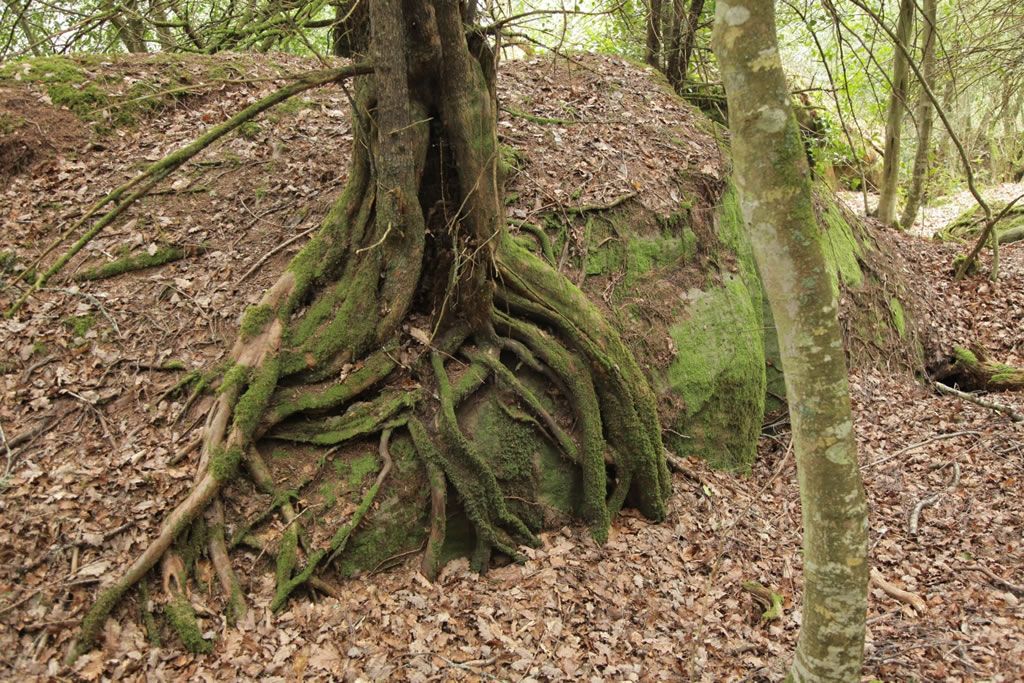 LIFE BACCATA, conservando y restaurando los bosques de tejo de la Cordillera Cantábrica