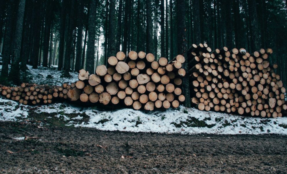 Se disparan las adjudicaciones desiertas de madera de montes públicos