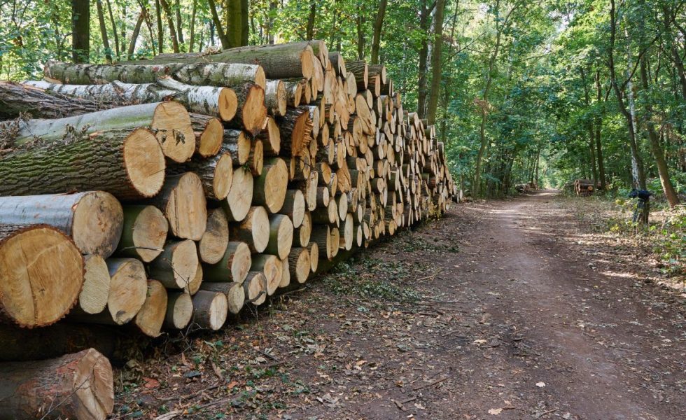 ITENE y Mulleres Rurais de Galicia organizan tres cursos de valorización de biomasa forestal