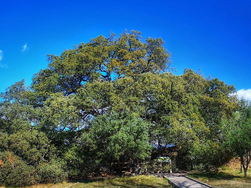 La carrasca milenaria de Lecina gana el concurso “Árbol del año en España”