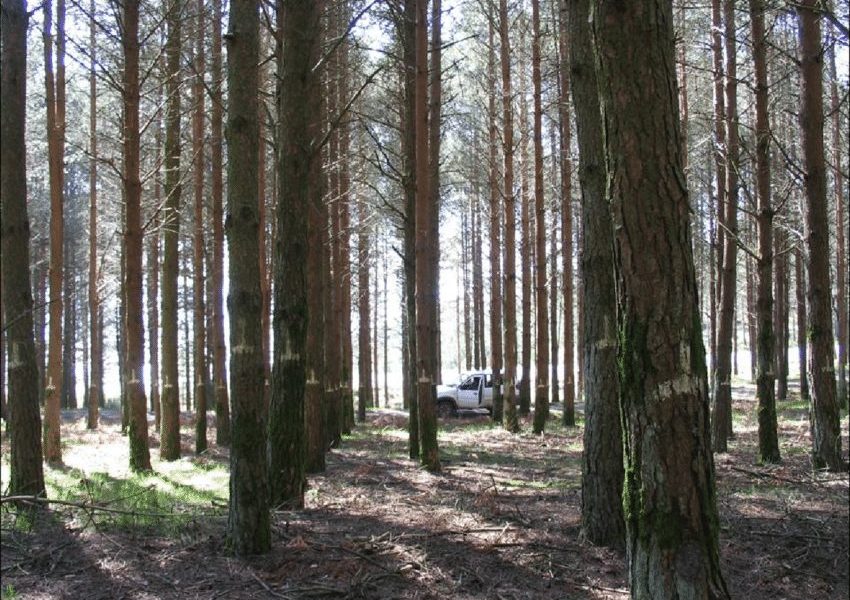 El cambio climático afectará negativamente a la producción forestal española de madera de pino