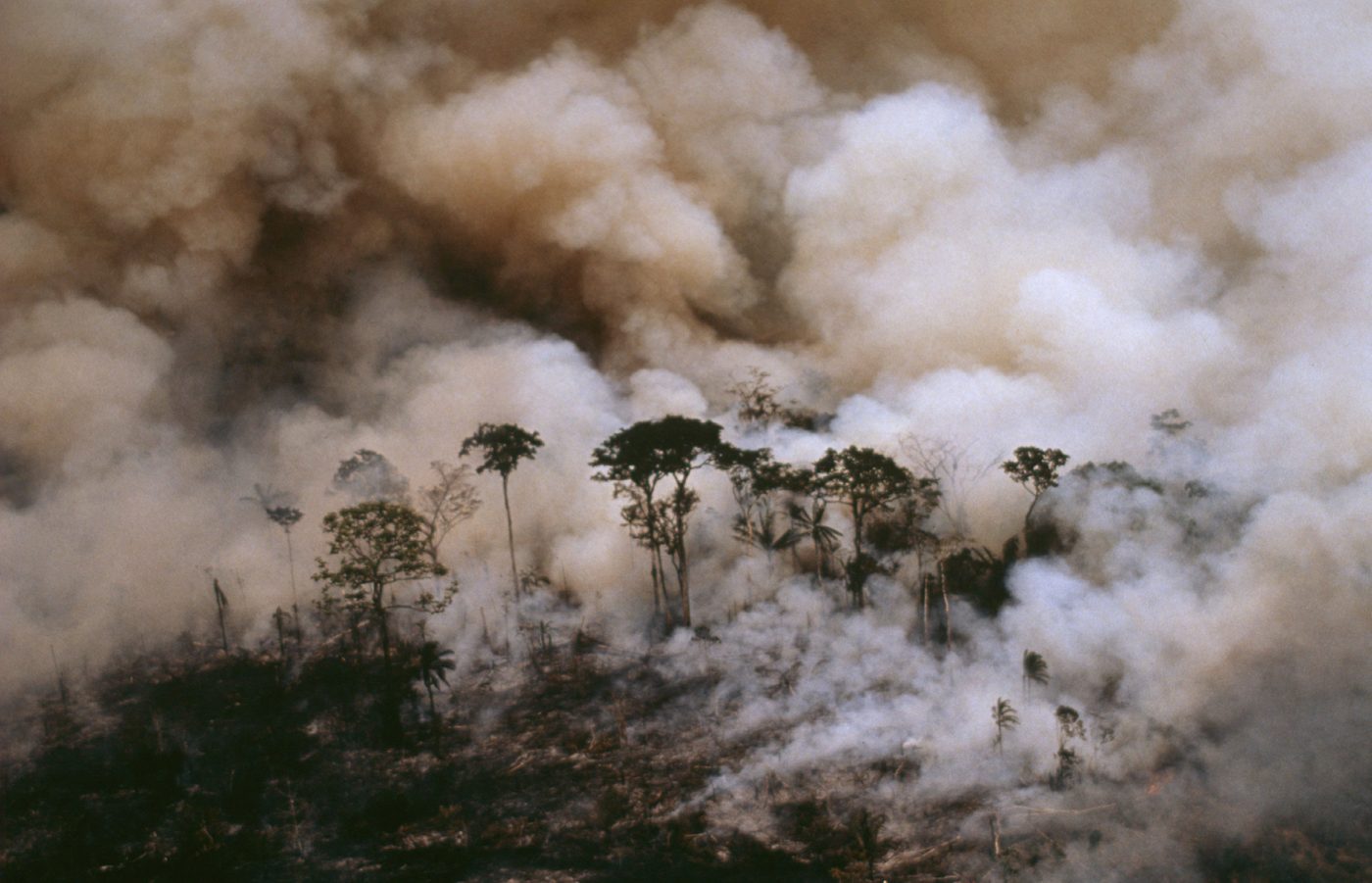 WWF publica su informe sobre “Frentes de Deforestación”