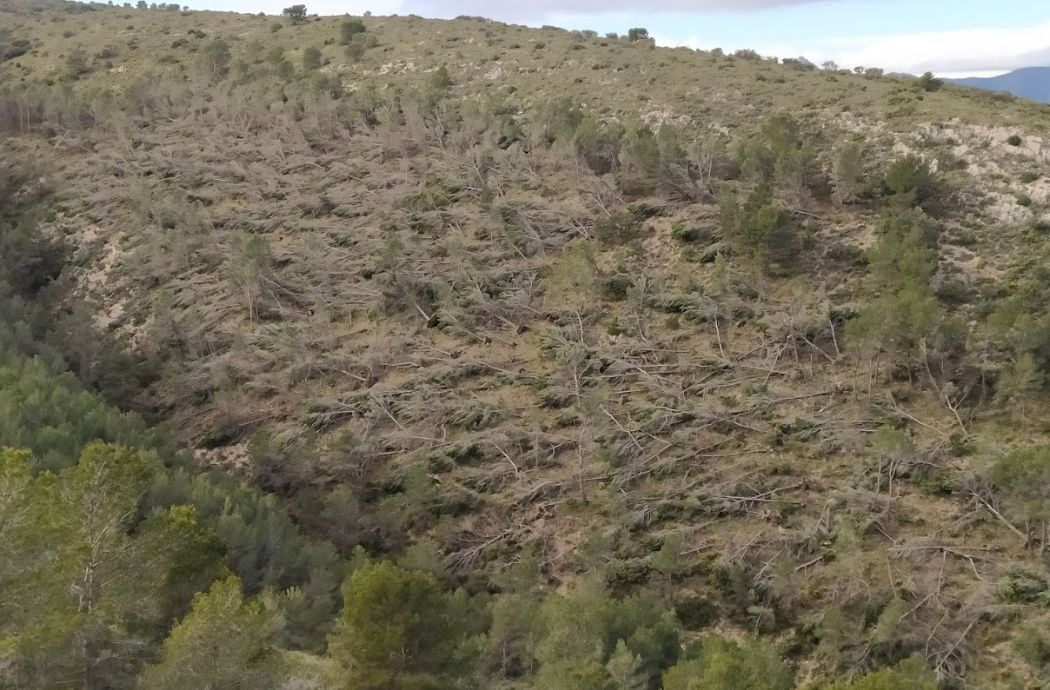 Ingenieros Forestales piden que los montes afectados por FILOMENA sean declarados Zona de Actuación Urgente