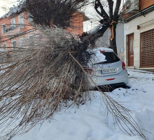 Ingenieros Forestales alertan del riesgo de caída de ramas y árboles en la Comunidad de Madrid