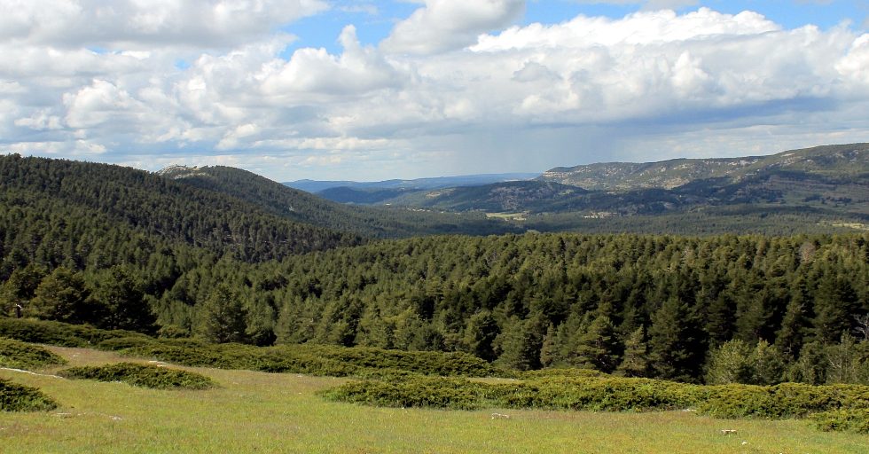 La gestión forestal como herramienta de conservación de los Montes Universales