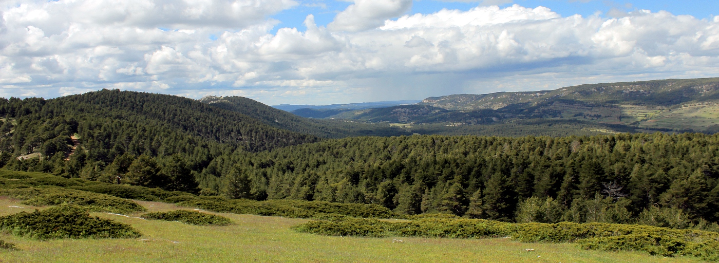 La gestión forestal como herramienta de conservación de los Montes Universales