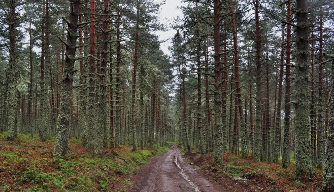 FSC informa sobre las técnicas de adaptación al cambio climático en la gestión forestal