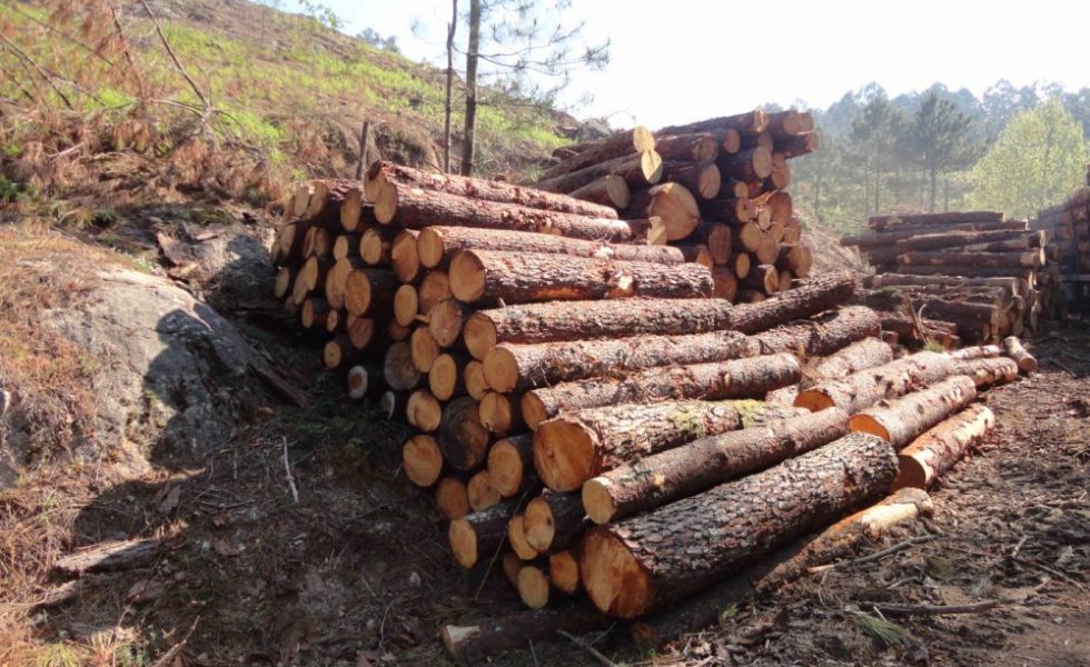 Los propietarios forestales de Galicia aumentaron su facturación un 29% en 2021