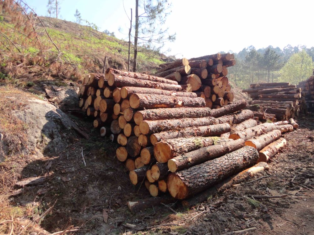 Los propietarios forestales de Galicia aumentaron su facturación un 29% en 2021