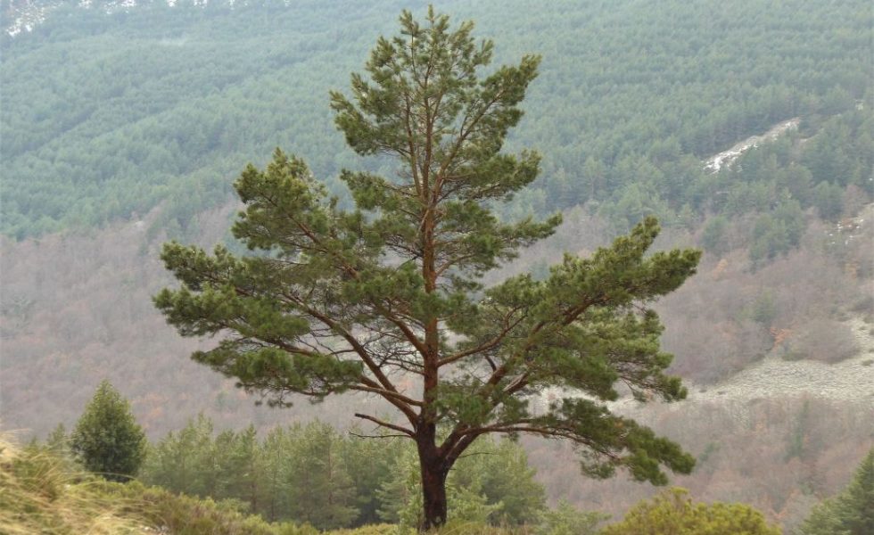 COSE confía en que la nueva Ley de Cambio Climático compense a los propietarios forestales por su contribución a la absorción de CO2
