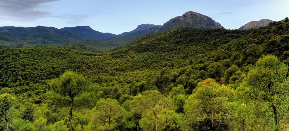 El Misterio de Sierra Espuña: una manera de educar y aprender sobre los bosques españoles