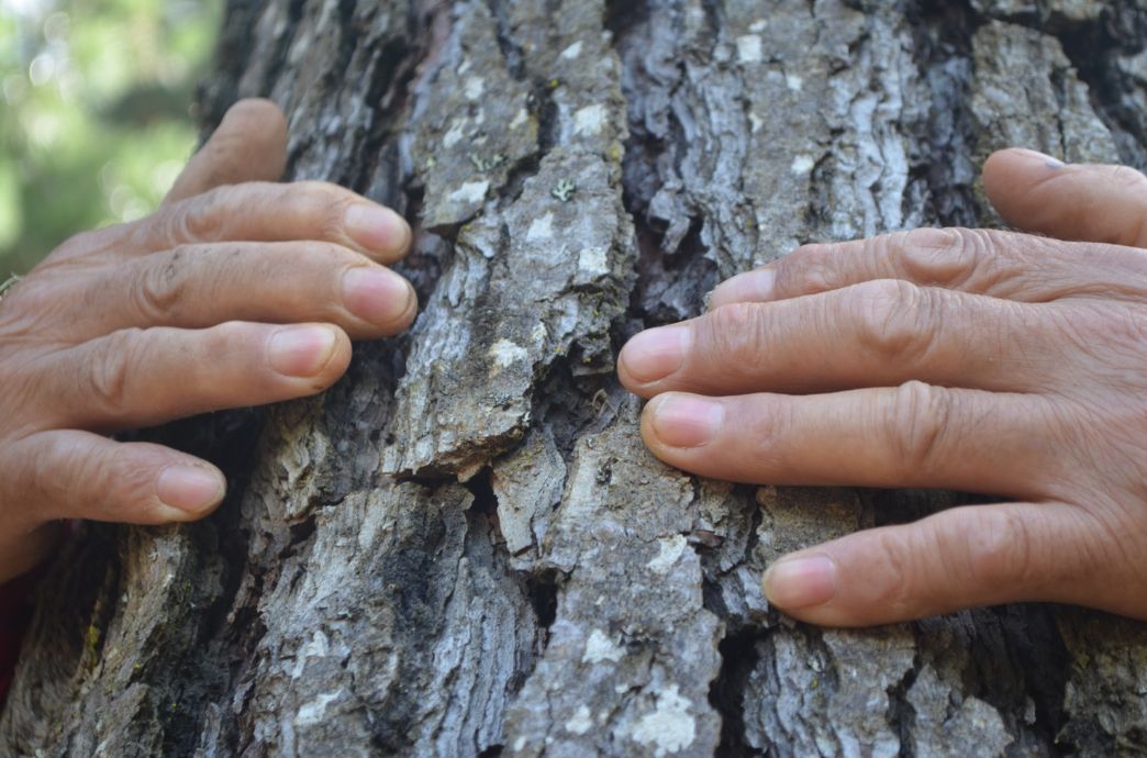 PEFC lanza el Concurso de Fotografía “Cuidamos los Bosques”