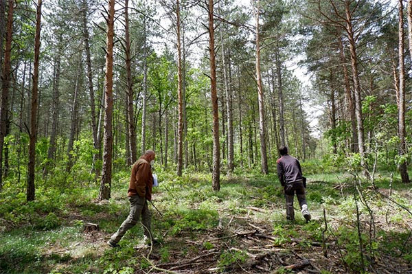 La gestión forestal sostenible, indispensable para mejorar el hábitat y la biodiversidad