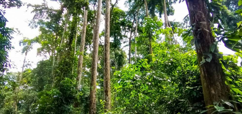 Entran en vigor de las normas nacionales del FSC en tres países de la cuenca del Congo