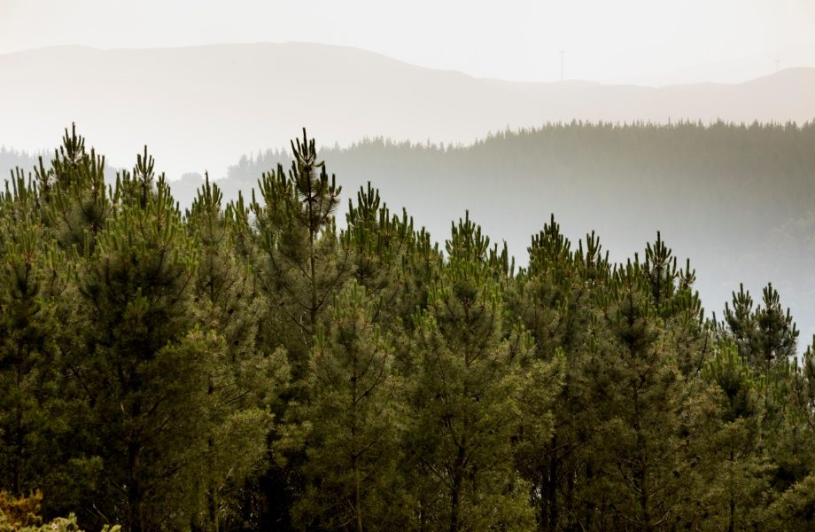 El FBYCC reclama el reconocimiento del papel que juegan los bosques y el sector forestal en el Plan Nacional Integrado de Energía y Clima