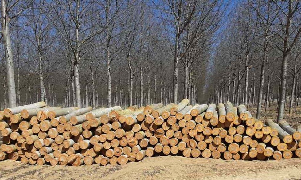 Aumenta un 15% el volumen de madera subastado en el 3er trimestre de 2022