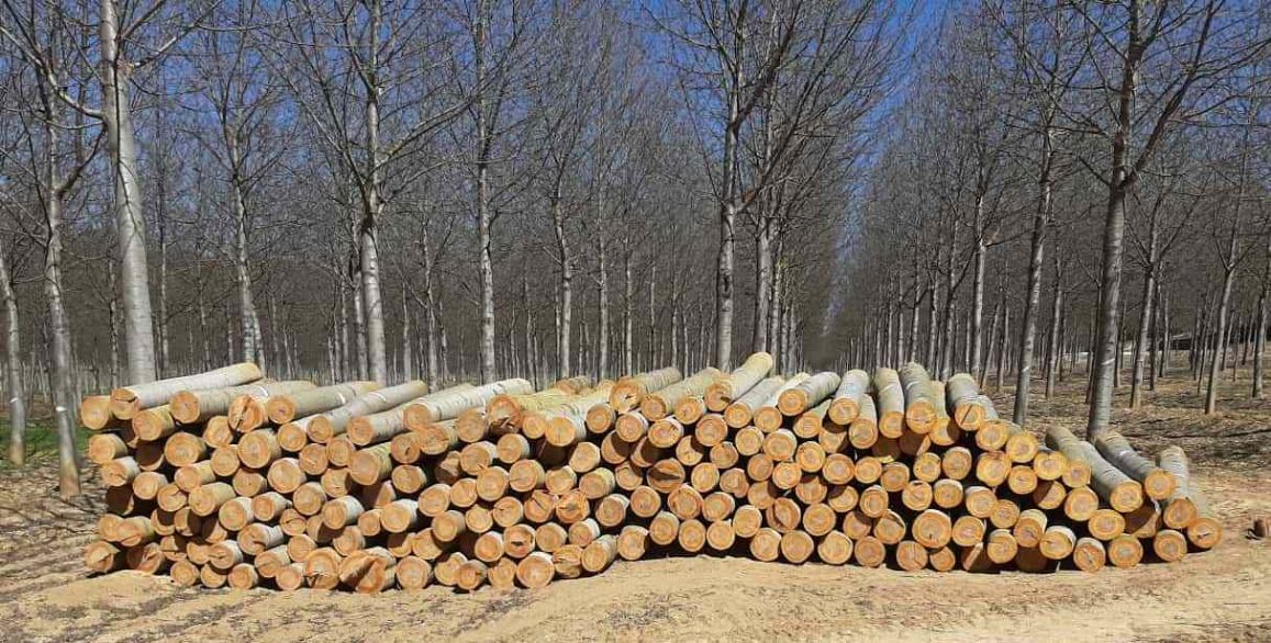 Aumenta un 15% el volumen de madera subastado en el 3er trimestre de 2022