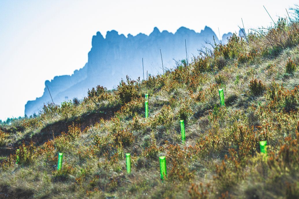 Taller sobre gestión forestal y estrategias de compensación de CO2