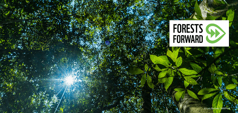 FORESTS FORWARD : la nueva plataforma de WWF
