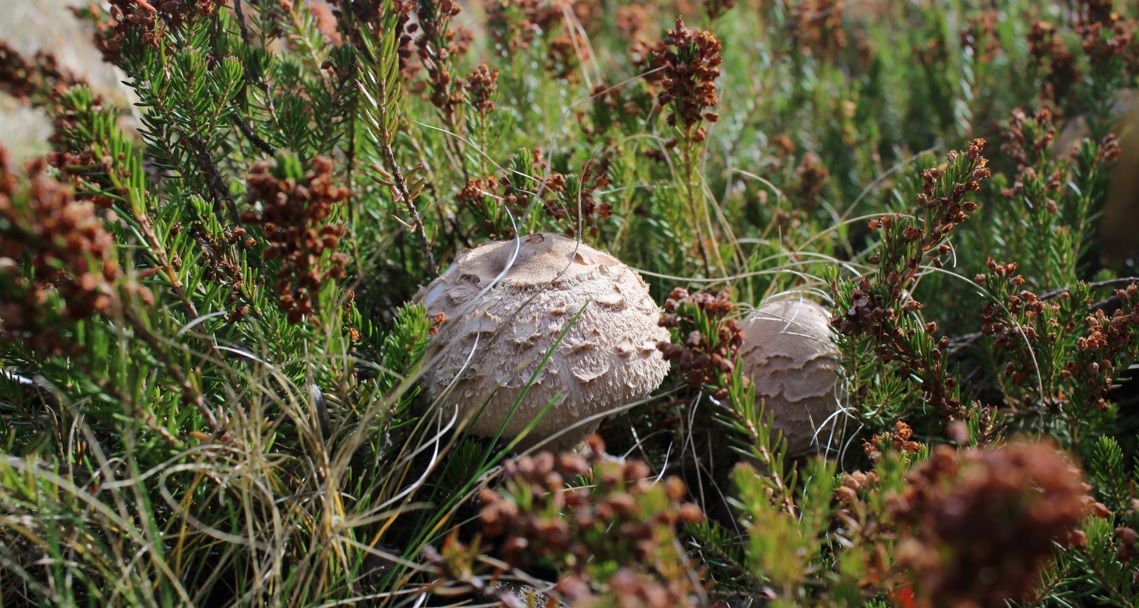 MIKOGEST organiza cursos formativos sobre el mundo de la micología