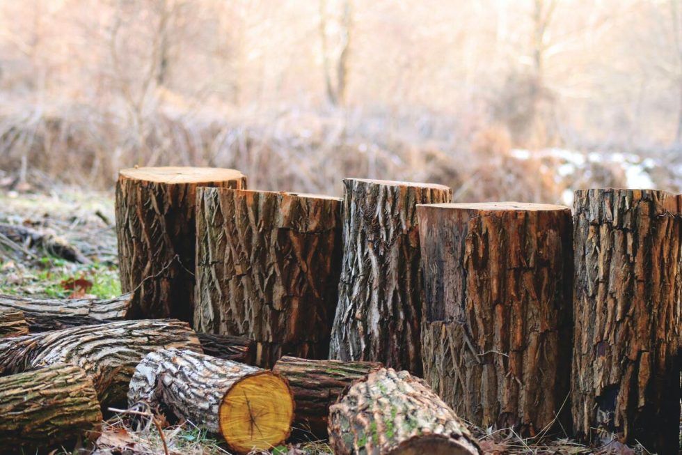 La madera: un recurso renovable y sostenible para la recuperación de la Unión Europea