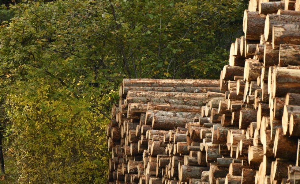 Conoce las comunidades que más volumen de madera han subastado de 2021 a 2022