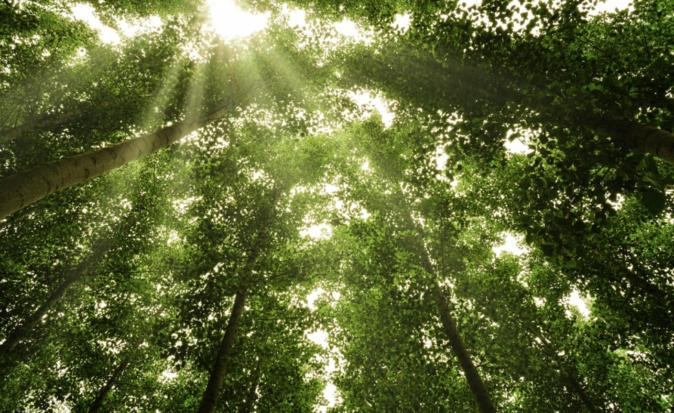 PEFC España te invita a asistir al Foro “El sector forestal en la recuperación verde”