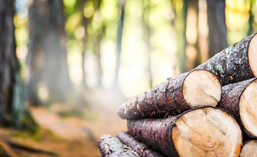 La industria de productos forestales de origen sostenible crece un 14%