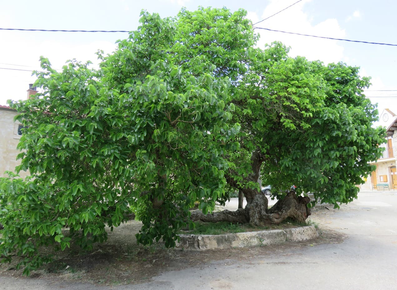 Once árboles españoles optan a ser el Árbol Europeo del Año 2022