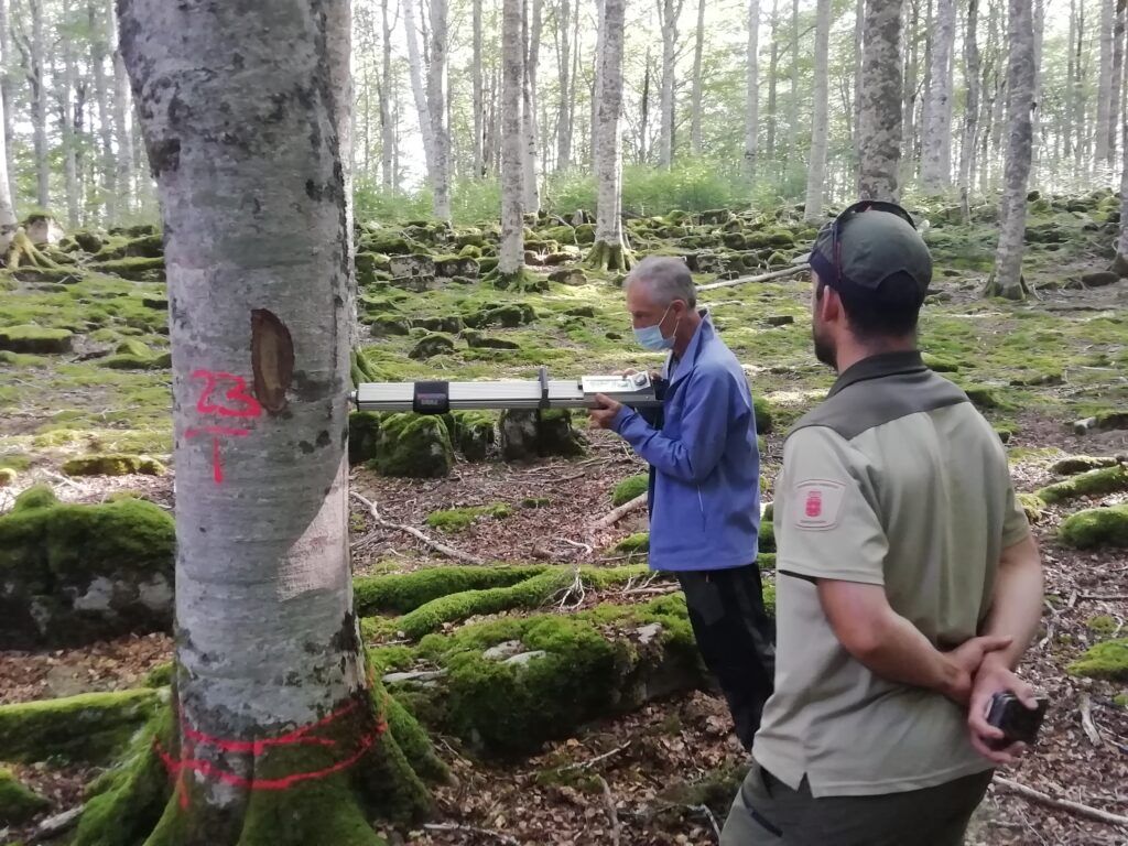 GO FAGUS atisba un futuro prometedor para la madera de haya