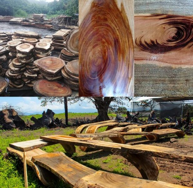 PREMIUM WOOD SLABS LATAM, más de 10 años de experiencia en el mercado de la madera