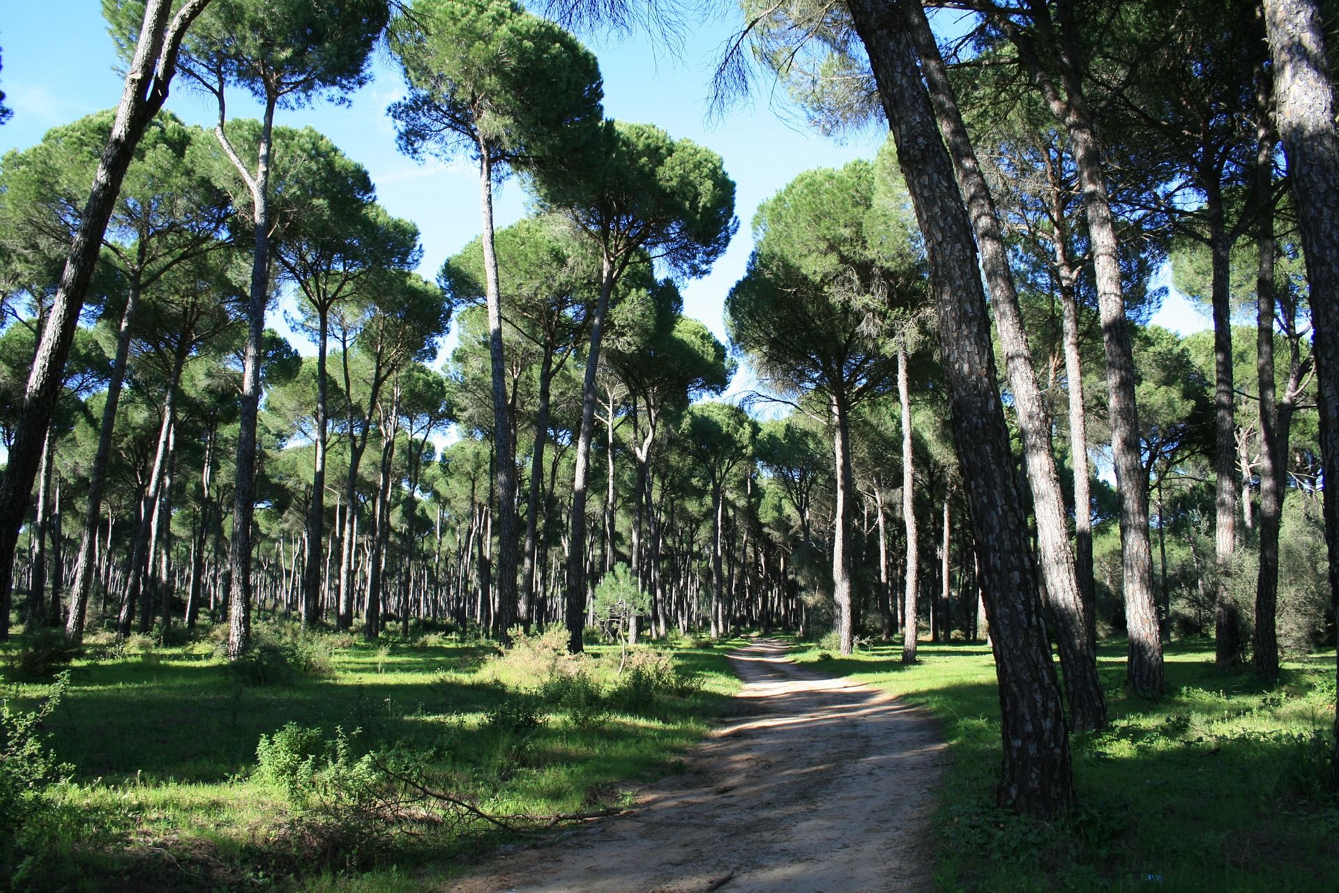 Investigadores españoles aventuran un periodo de tres años para recuperar la producción de masas de los pinos piñoneros