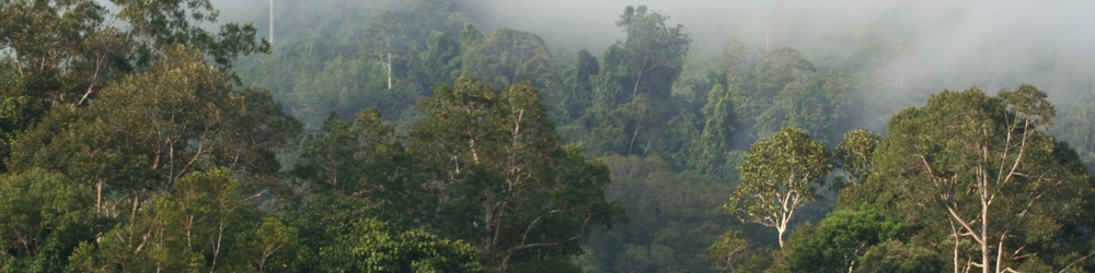 Los bosques gestionados de forma sostenible como parte de la solución al cambio climático