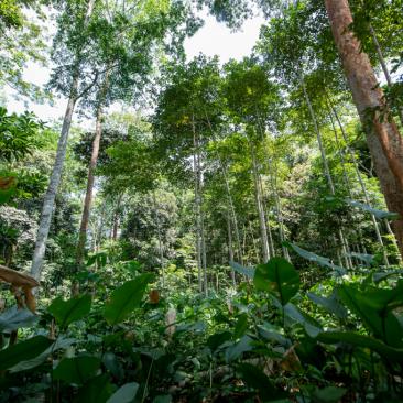 Bosques Centroafricanos para Siempre