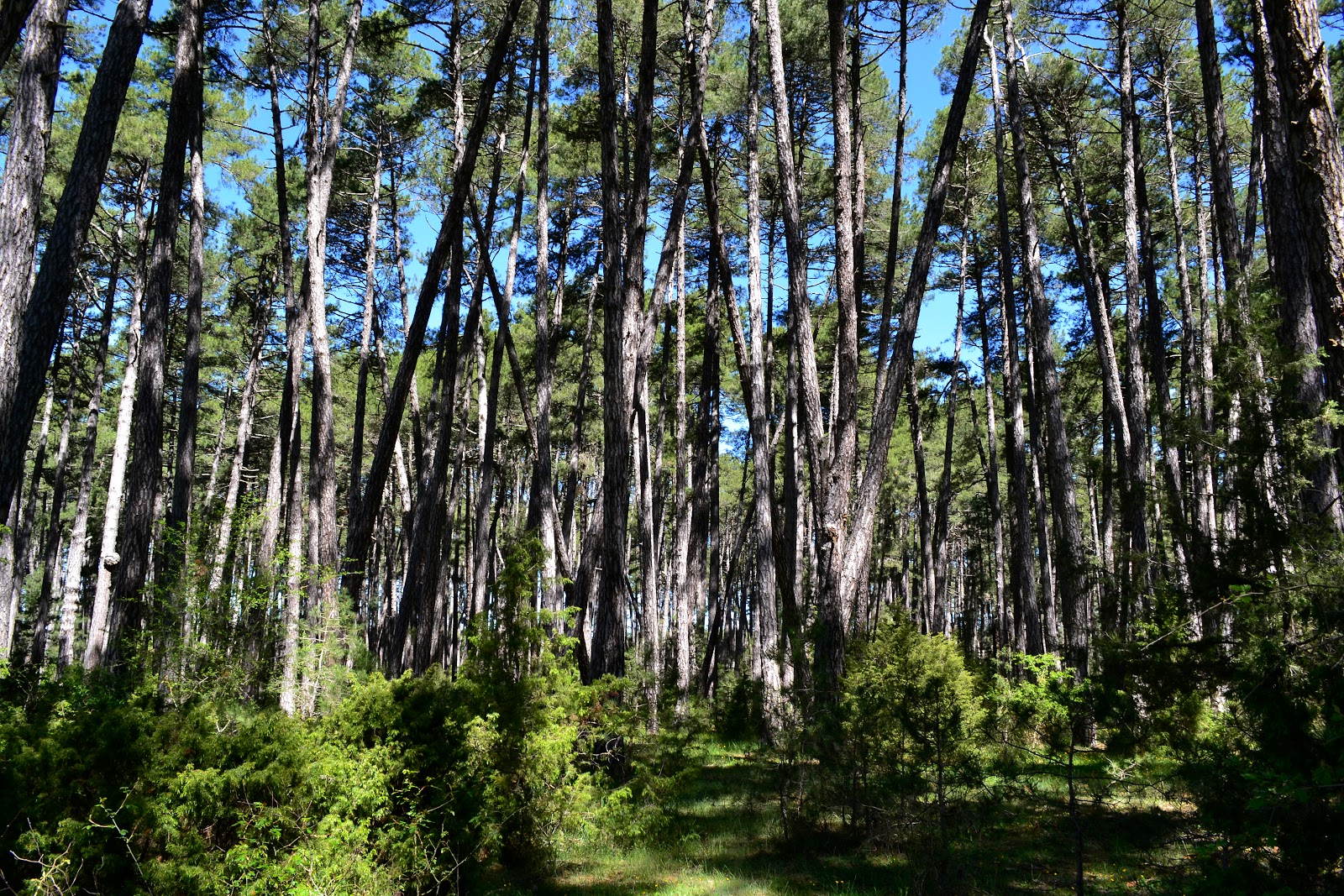 Palancares en Cuenca, un bosque sostenible ejemplar