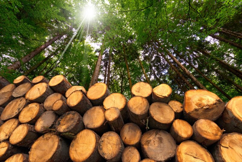 Opinión de AHEC sobre el proyecto de ley de la UE sobre deforestación