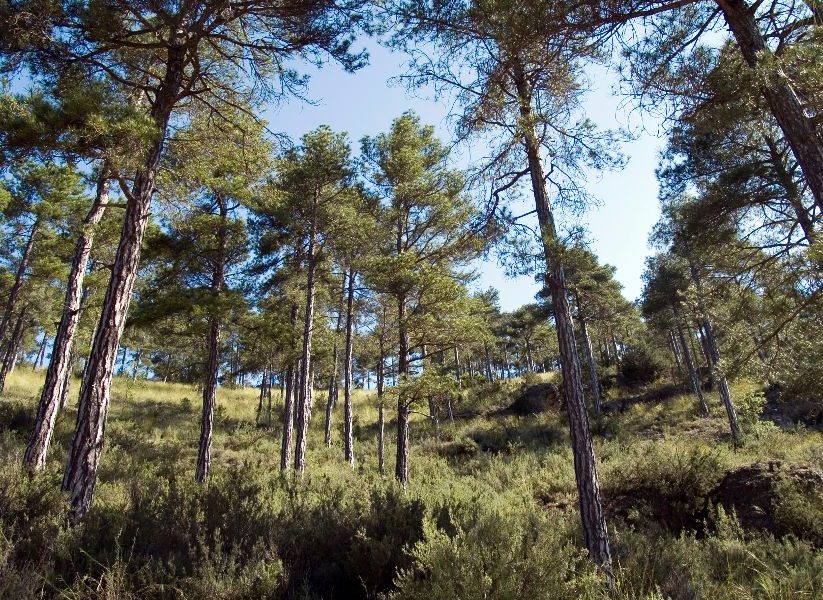 Las masas forestales de Castilla-La Mancha recibirán 50 millones en 2024
