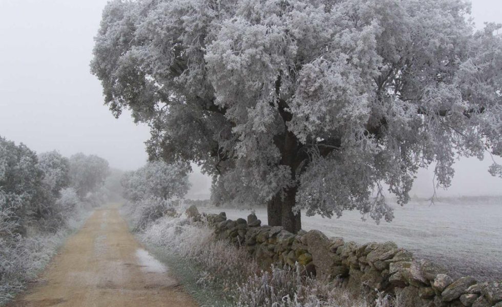 Presentado el Catálogo sentimental de los árboles de la provincia de Zamora