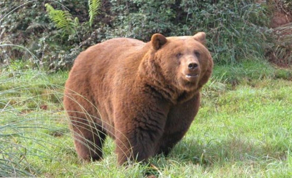 Moretón civilización guía Castilla y León mejorará el hábitat del oso pardo -