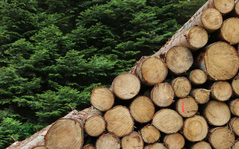 Toda la madera de Rusia y Bielorrusia pasa a ser considerada «madera conflictiva»