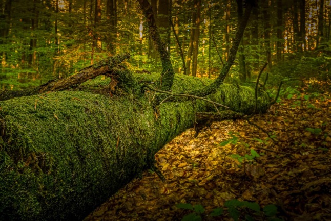 PEFC convoca el concurso de fotografía “Cuidamos los bosques”